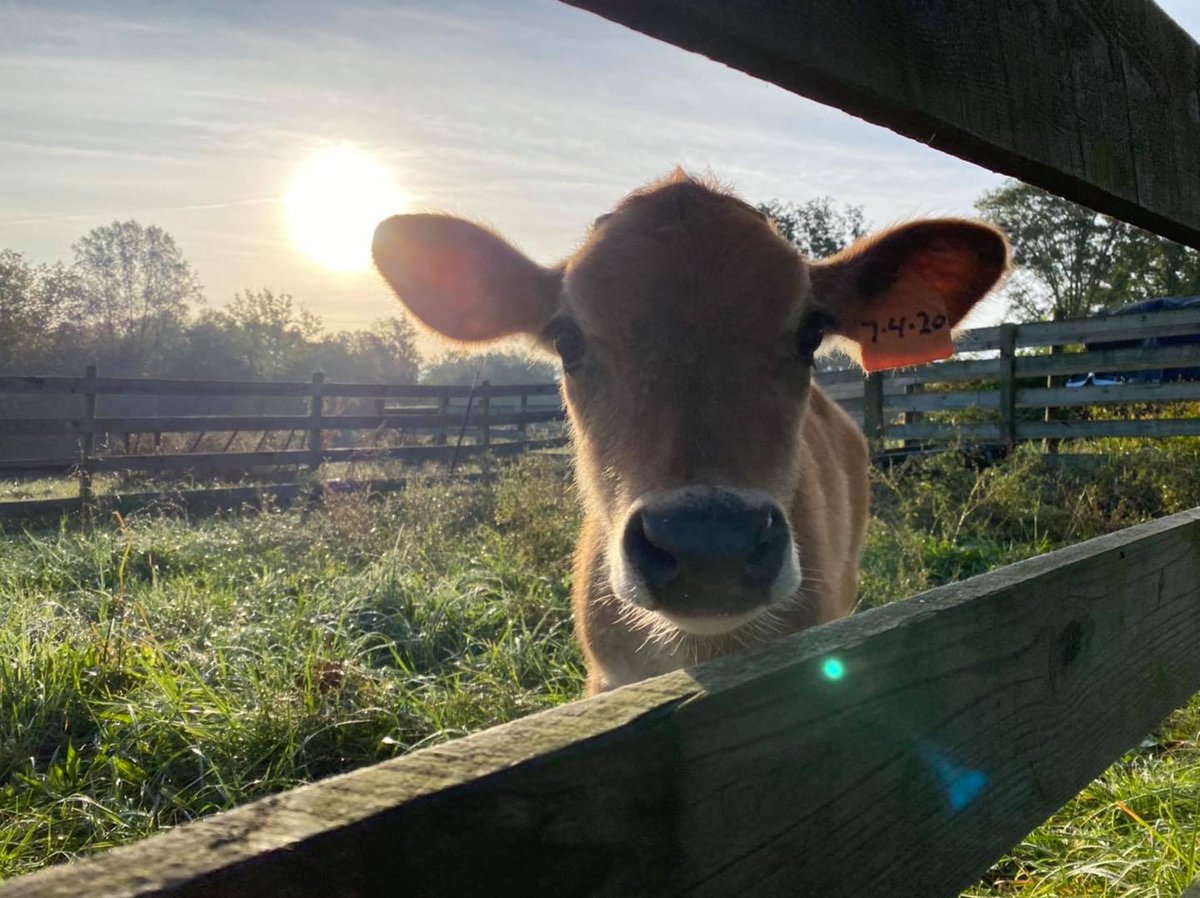 RVAg_Org's tweet photo. 🧨 You now have BIG plans for the 4th! 🇺🇸🇺🇸 - https://t.co/1OoytPmvI3 Bring your whole family to the Goochland farmers market this week for the pre-show farmers market followed by a huge fireworks display! Happy 4th of July to all! https://t.co/WUE3NxOMwJ