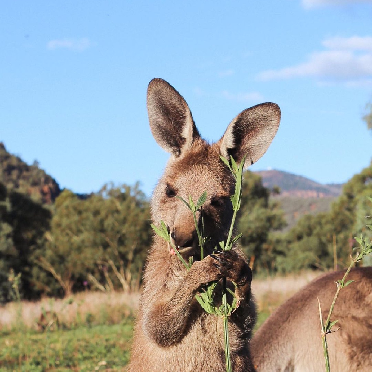 It's important to eat your greens, y'know!' 🥦 Thanks for the friendly PSA, little one! IG/adventurewithashlxy captured this sweet joey on a recent trip to Camp Blackman in @NewSouthWales' Warrumbungle National Park. #seeaustralia #comeandsaygday