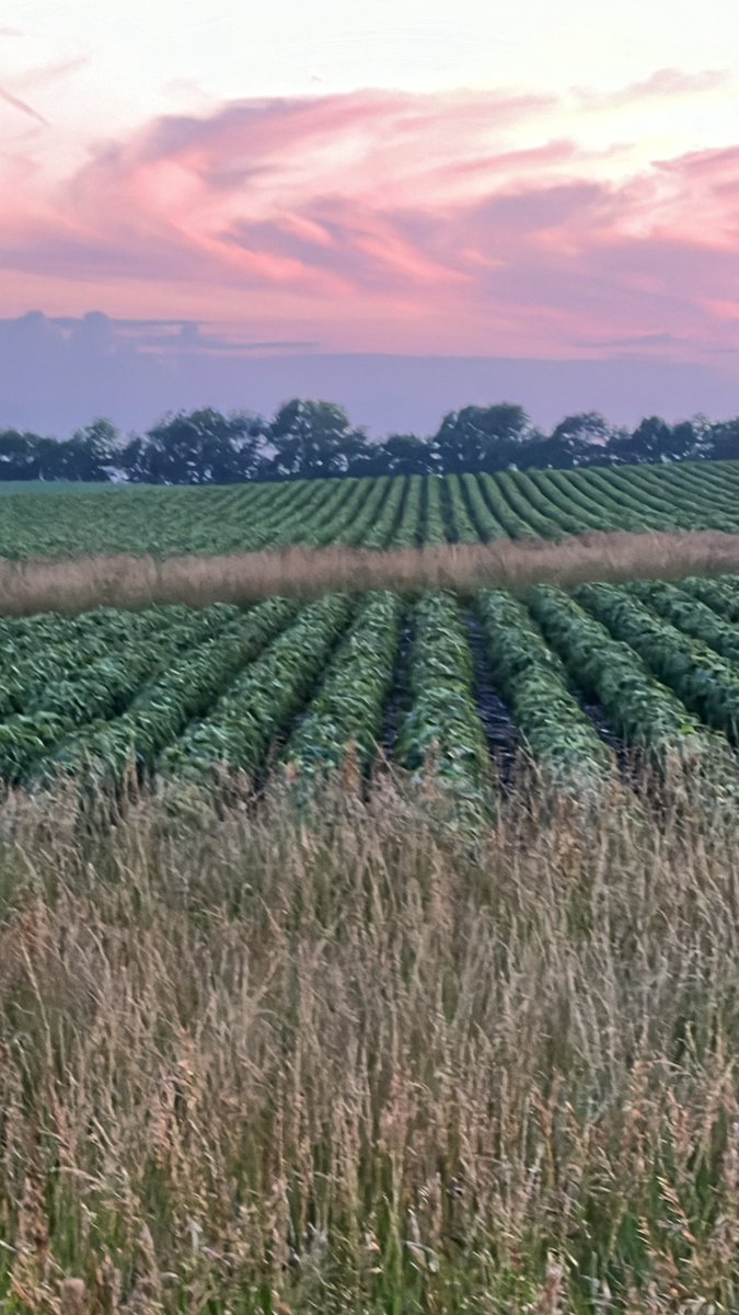 Beautiful field of water ways and P37A18E!  #grow23 #plantpioneer