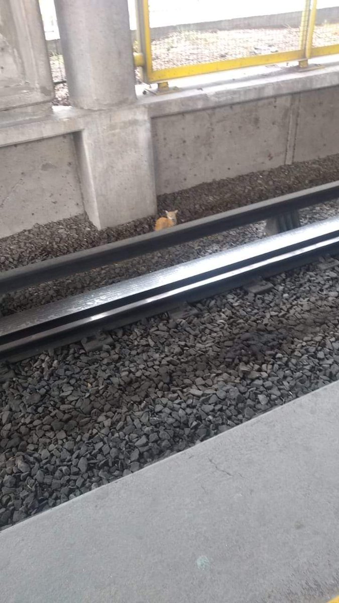 biank_estrada's tweet photo. .@MetroCDMX en la estación del metro Nezahualcóyotl de la Línea B hay un gatito desde hace horas. Se solicitó el apoyo de los policías y se han negado. URGE sacarlo!! https://t.co/ryIfljc6Sy