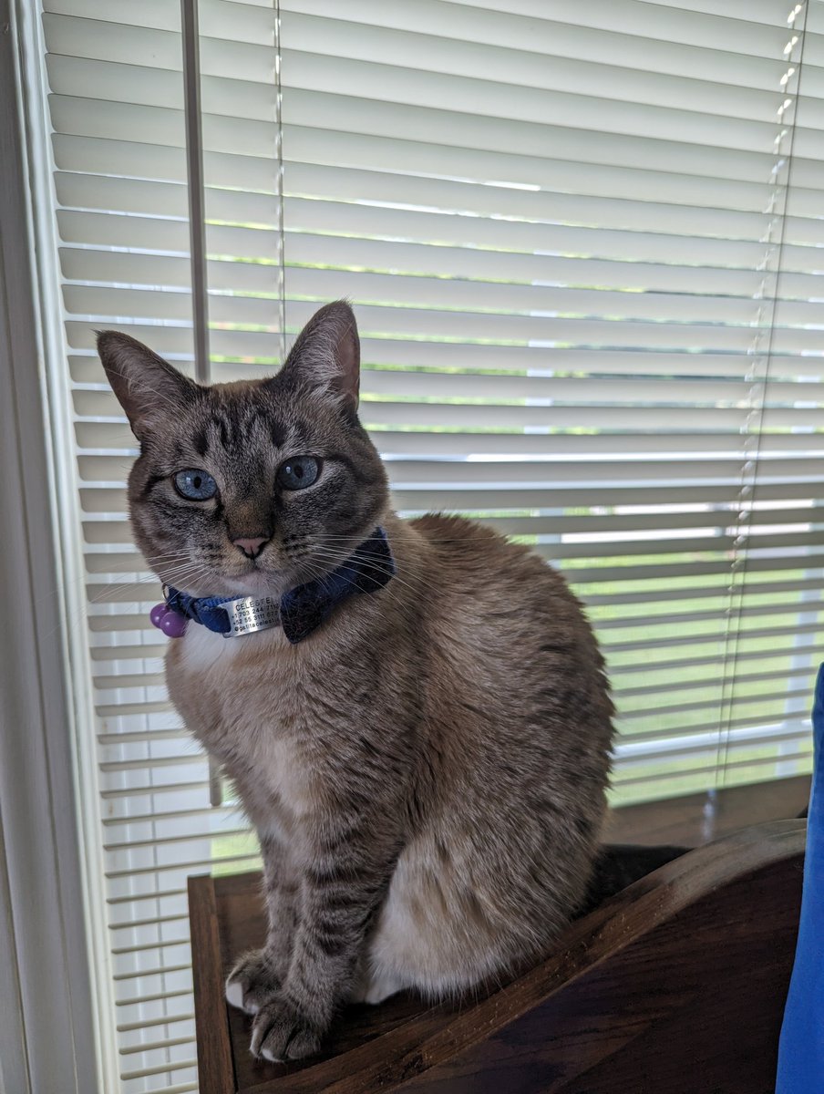 gatitacelestial's tweet photo. @StrayLiotta @LucyFurTweets always glad to help! https://t.co/vFJpM7zKie
