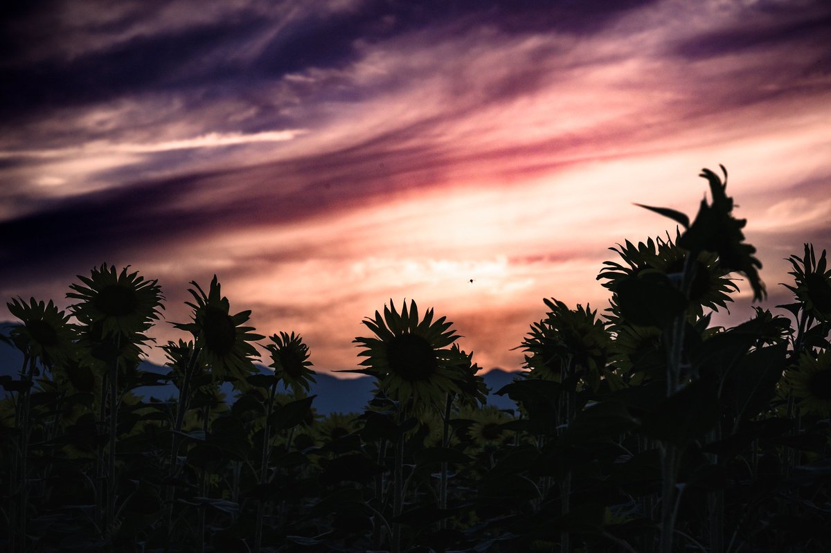 saasaansan's tweet photo. 早朝から夕方まで
#ニコン #東京カメラ部  #nikon #zcreators  #Z6 #nikoncreators   #tokyocameraclub #関西写真部SHARE #私とニコンで見た世界 #向日葵 https://t.co/rGiDnW2GLM