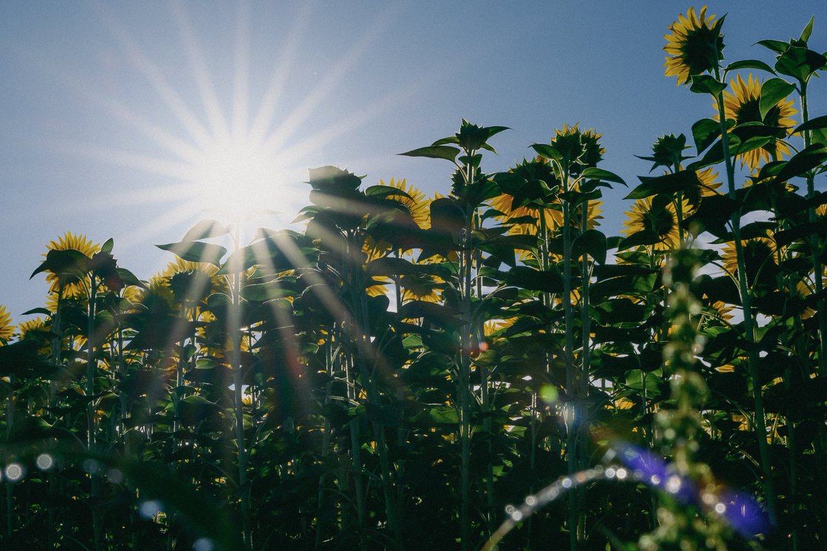 saasaansan's tweet photo. 早朝から夕方まで
#ニコン #東京カメラ部  #nikon #zcreators  #Z6 #nikoncreators   #tokyocameraclub #関西写真部SHARE #私とニコンで見た世界 #向日葵 https://t.co/rGiDnW2GLM
