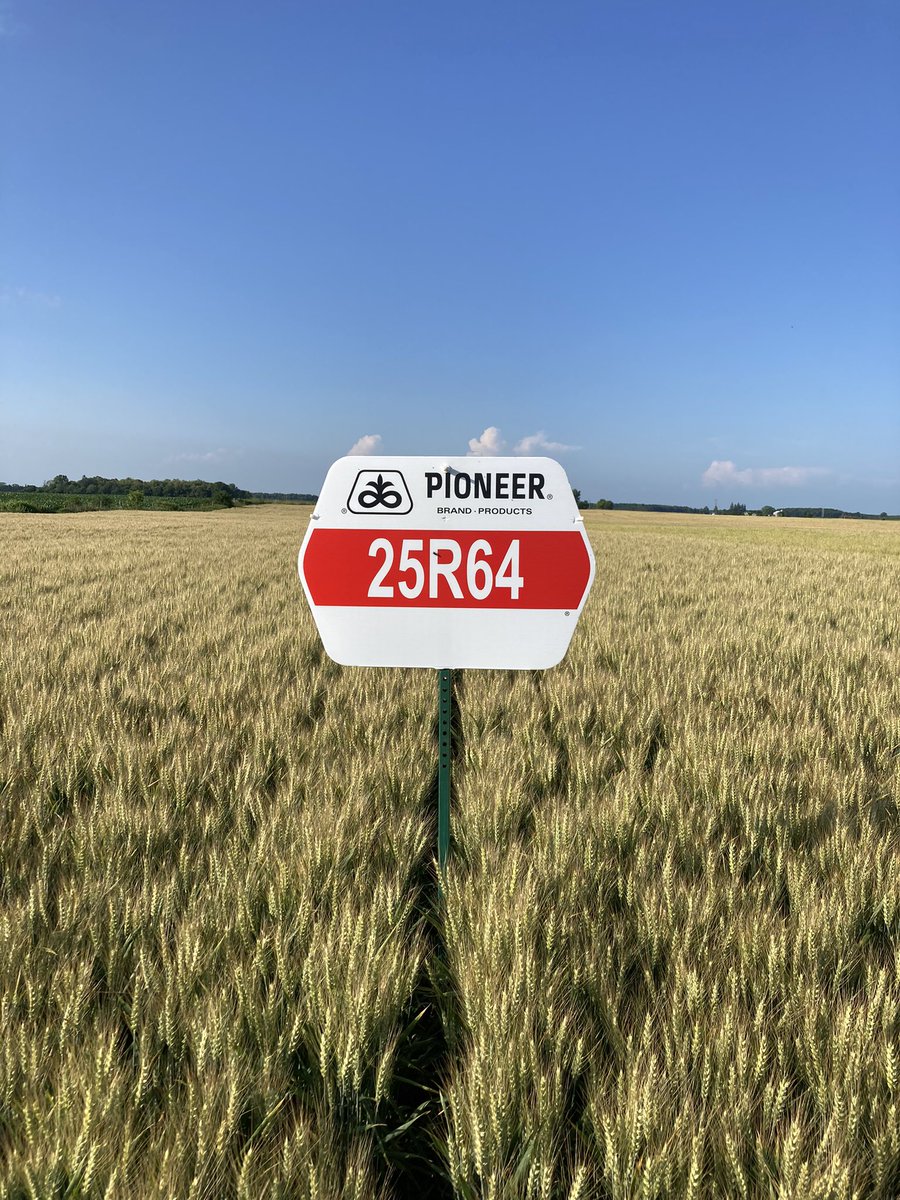 Brian Barker (@barkercustomag) on Twitter photo Getting excited to harvest a new red wheat. 25R64 stands very well and has excellent response to intensive management <a href="/PioneerSeedsCA/">Pioneer Seeds Canada</a> #harvest23 Getting excited to harvest a new red wheat. 25R64 stands very well and has excellent response to intensive management <a href="/PioneerSeedsCA/">Pioneer Seeds Canada</a> #harvest23