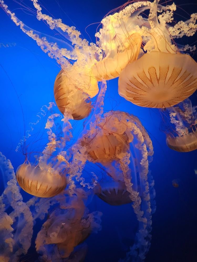 jellyfishisms's tweet photo. wonderful glowing lights . . . ♡ https://t.co/XPG1P2l0N6