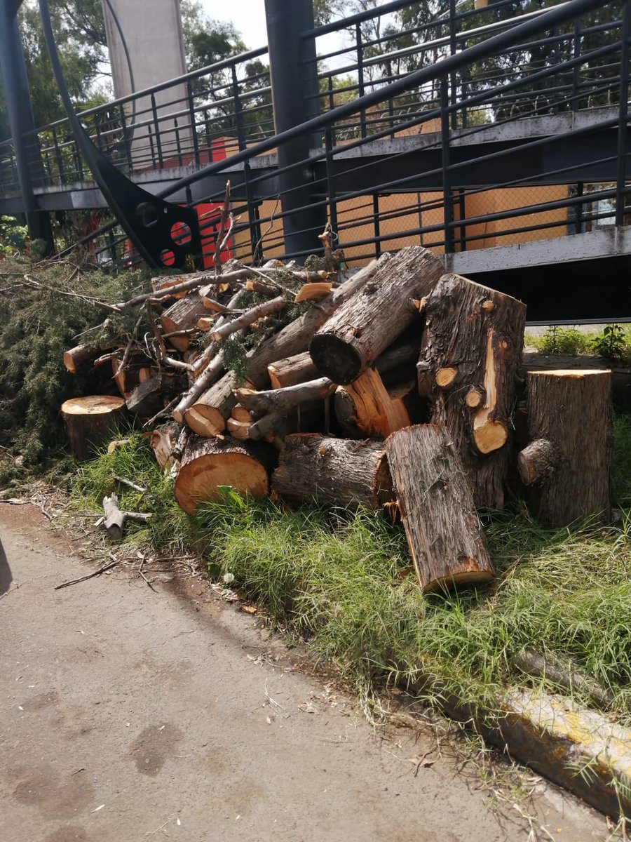 oliluz's tweet photo. @giogutierrezag En Coyoacán si un vecino se quiere deshacer de un árbol porque le caen hojas a sus autos y no se ve su casa, puede pedir a una funcionaria sin escrúpulos que corten arboles que tardaron años en crecer y que nos dan oxigeno: Alicia Cruz Estrada Jefa Unidad Departamental "Culhuacan https://t.co/w4fqD03CeY