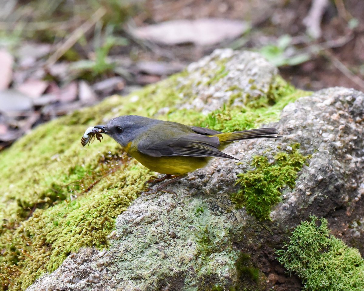GPMooreEsq's tweet photo. PSA!

For Melb. based Twitchers, do yourself a favour &amp; visit Kurth Kiln Regional Park. It’s well worth the hour~ish drive to get out here. 

A small sample from yesterday. 

#WildOz #OzBirds #WildMelbourne #EasternYellowRobin #BrownThornbill #BassianThrush #BlueBandedBee https://t.co/pd8FKIoQxe