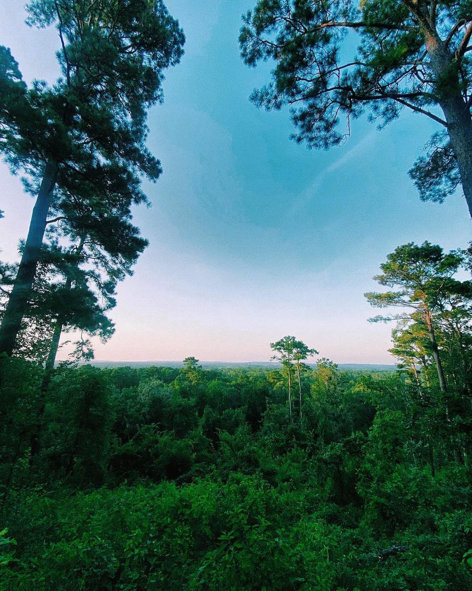 Showing off our colors for #NationalForestWeek! From Davy Crockett National Forest to Caddo Lake State Park, explore the remarkable woodlands of Texas. bit.ly/46ACd0c 📷: @threeheelclicks