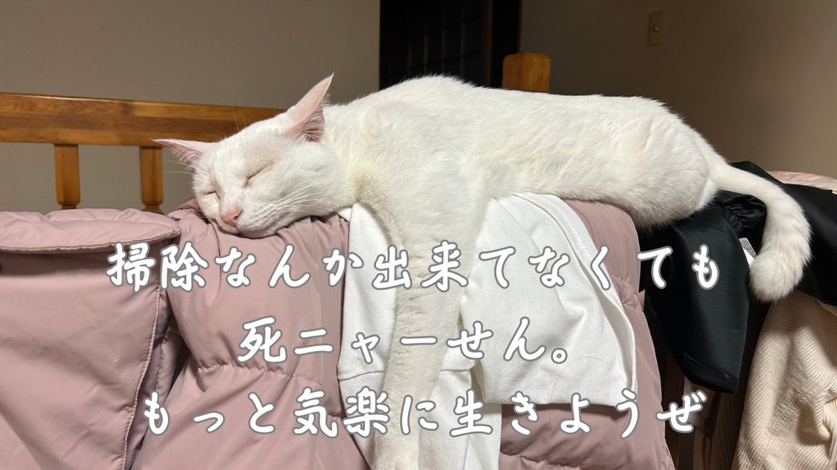 あいか保護猫ママ (@aikanyanko) on Twitter photo 