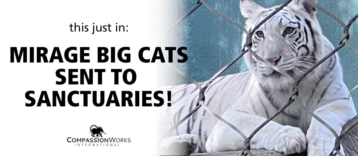 We are thrilled to share that after years of campaigning the Mirage big cats have been sent to two <a href="/GFASsanctuary/">GFAS</a> locations in Oregon and Texas!