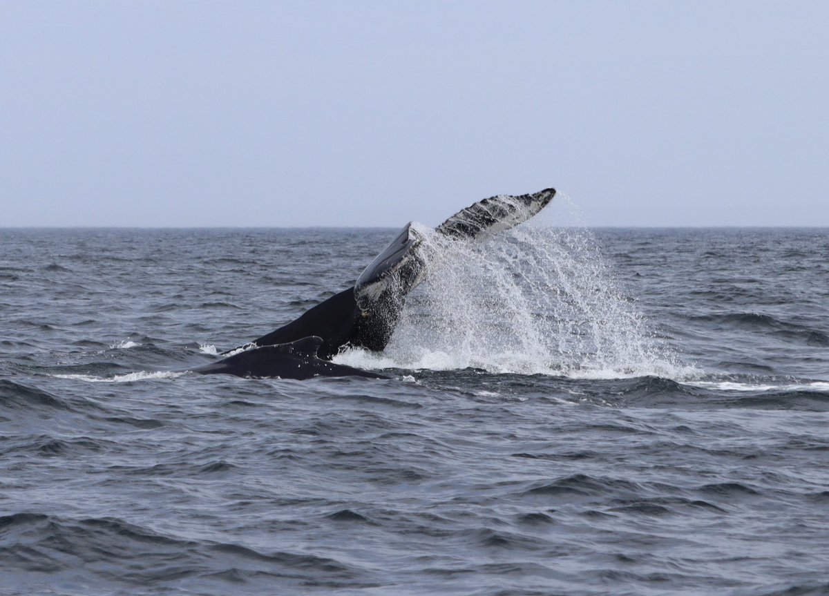 Safe to say todays show was incredible. The whales are back, have been fed and are ready to entertain. Book your adventure while the availability is open. #humpbackwhales #bonavista #july2023 #tripadvisor @NLtweets @CanadaGeoparks @CBCNL @NatGeo