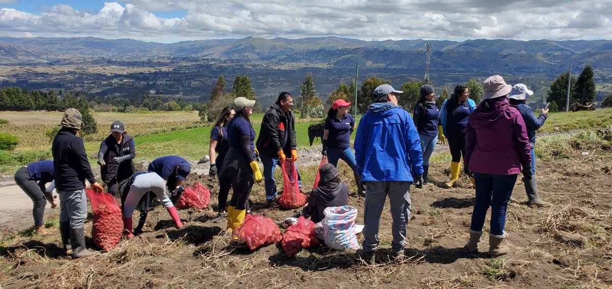 JimmyAvilaJar's tweet photo. Solo cuando nos ponemos en los zapatos de las personas entendemos su realidad.  Junto al equipo PIATER de planta central ayudamos en la cosecha de papas en el cantón Guano, de esta forma experimentamos el trabajo y  esfuerzo de nuestros agricultores. https://t.co/iBOg5VEUsR