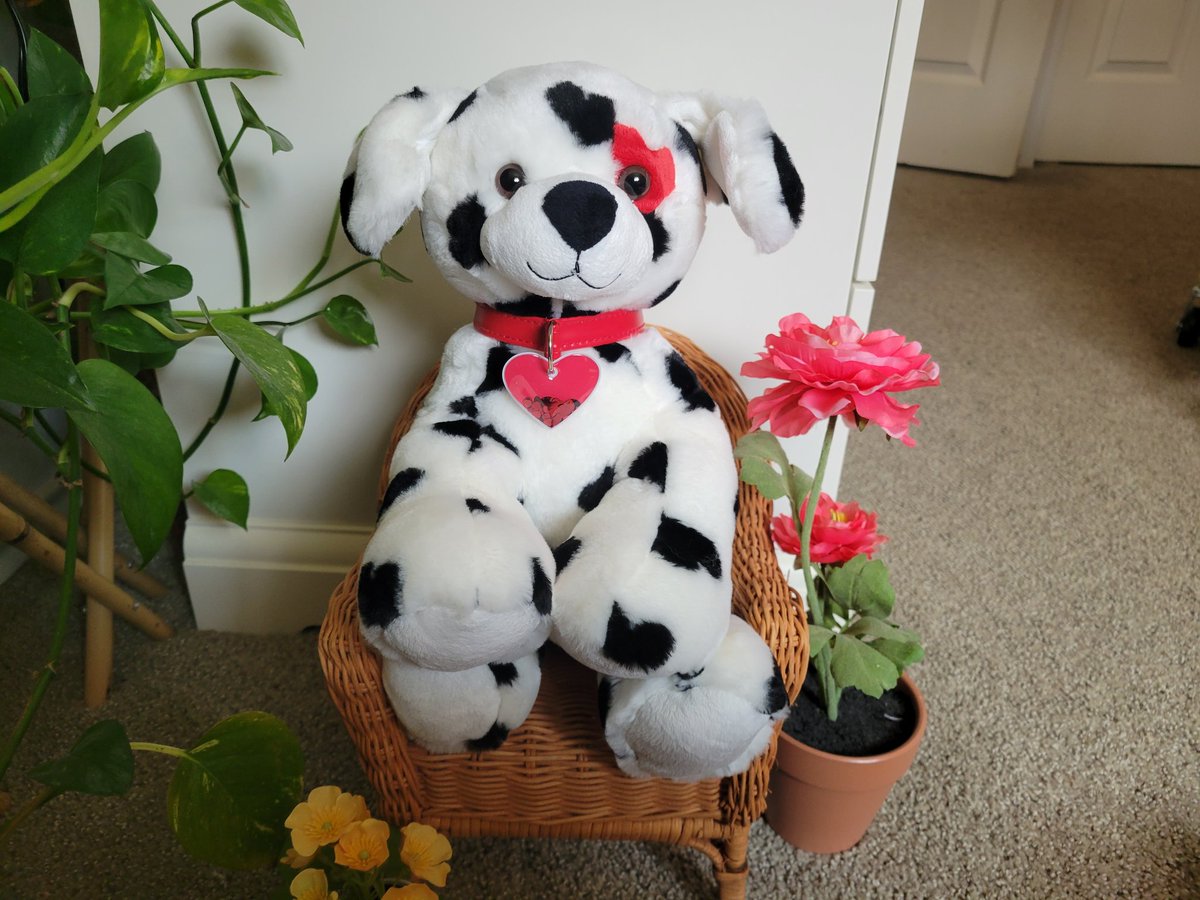 Mia is a sweet pup full of so much love her spots turned to hearts, a heart appeared over one eye, and she even a heart collar to match! She is one of our new friends now available on the website ❤️