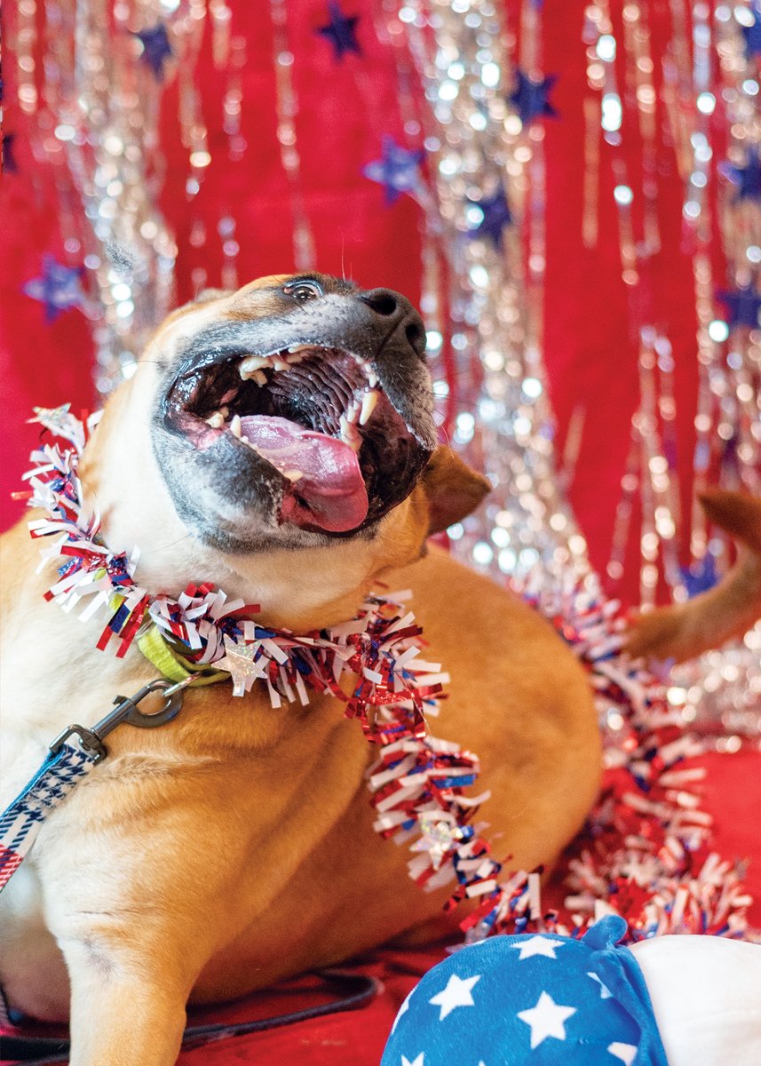 Happy 4th of July from all of the people and pets at the ARLGP!

Wishing everyone a safe and happy holiday. As a reminder, we are closed for adoptions today and tomorrow, but adoptable Rocky would love to meet you Thursday!