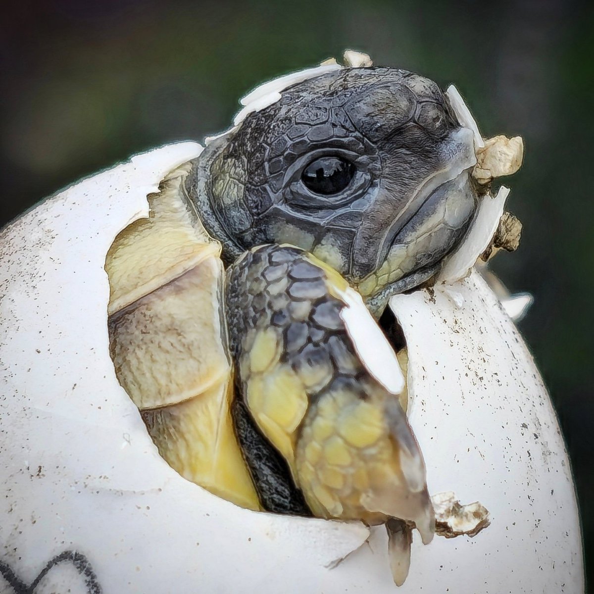 MidlandTortoise's tweet photo. Hello 🌎  #welcome #cute #babypet #tortoise #pet #captivebred #tortoiseegg #egg #incubation #animallove #reptilebreeding #reptile https://t.co/uUr0SlatJ4