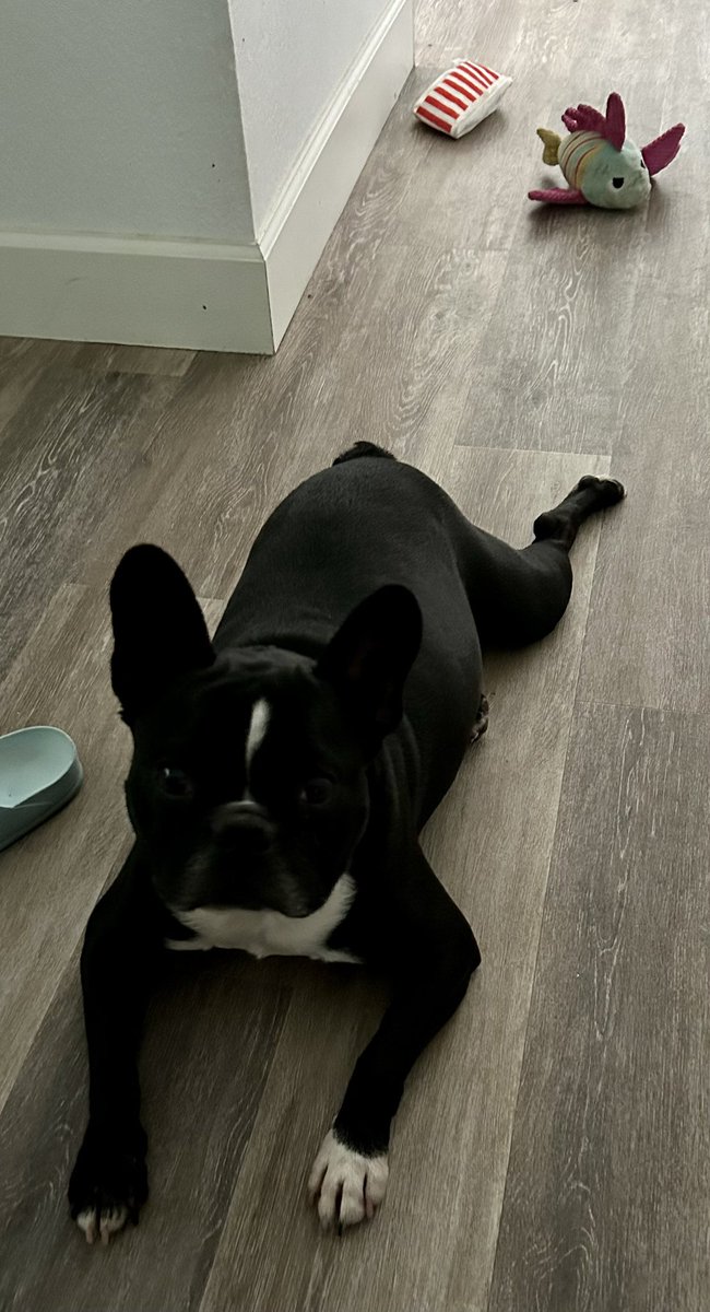 HocktheHam's tweet photo. Rolling naked with no collar today because the human said it was a nice bath time breather. #dogsoftwitter https://t.co/5oDfzvB1bv