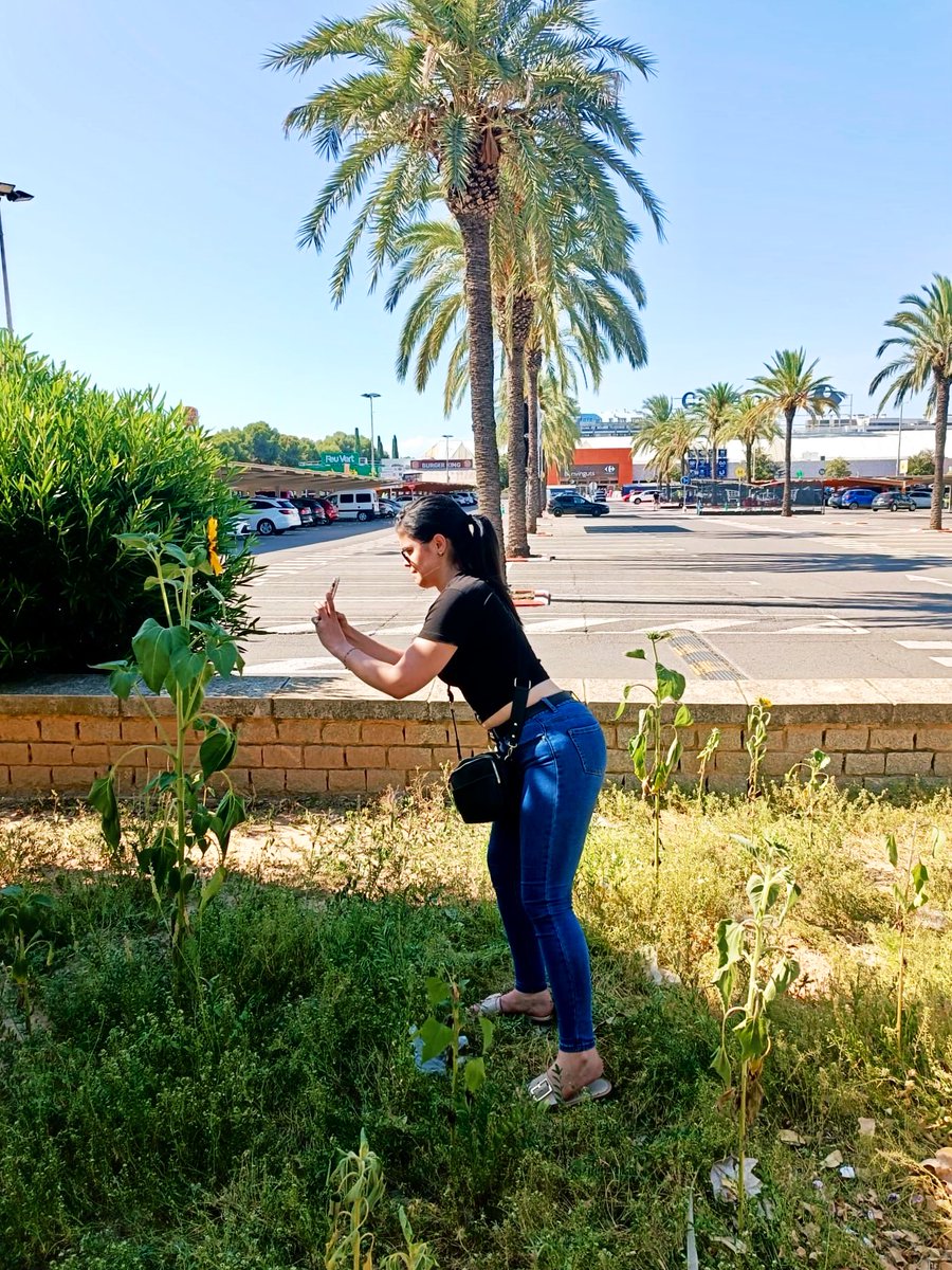 ritasemora's tweet photo. No podía dejar escapar un girasol valenciano tan bonito 🥰🌻 https://t.co/yEIizRWs4B