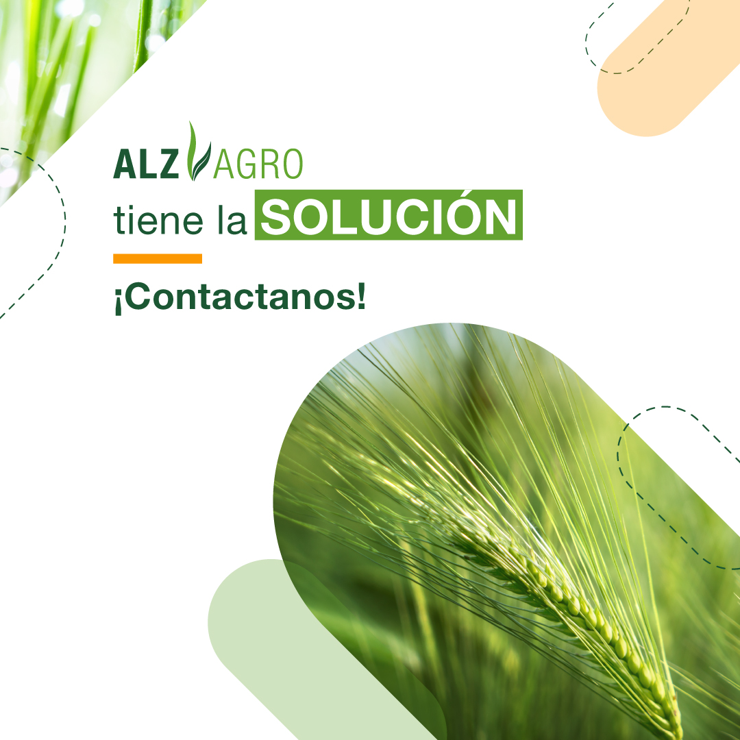 ALZ_Agro's tweet photo. Con nuestros grandes bioestimulantes, asegurá el rendimiento de tu cultivo. 🌱
👉🏻 Su composición estimula la actividad fotosintética y ayuda a maximizar el rendimiento del cultivo.
Conocé más en nuestra web https://t.co/idjDdB6cGv
#evolutio #smartfoil #powerfoil #cultivo https://t.co/iCa24hM6rV
