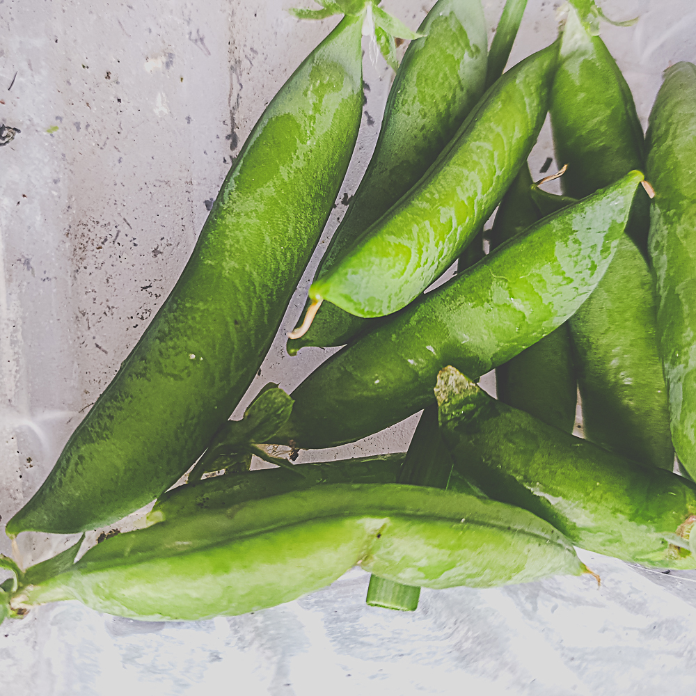 ☀️Our garden's forecast: sunny with a chance of peas! Who's with us? #GardenForecast #PeaHarvest #Homesteading #GardenersWorld #HomeGrown #HarvestJoy #FarmToTable #VeggieGarden #GreenThumb #BackToTheGoodLife