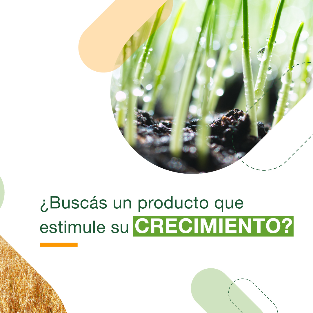 ALZ_Agro's tweet photo. Con nuestros grandes bioestimulantes, asegurá el rendimiento de tu cultivo. 🌱
👉🏻 Su composición estimula la actividad fotosintética y ayuda a maximizar el rendimiento del cultivo.
Conocé más en nuestra web https://t.co/idjDdB6cGv
#evolutio #smartfoil #powerfoil #cultivo https://t.co/1Dja9qqvLM