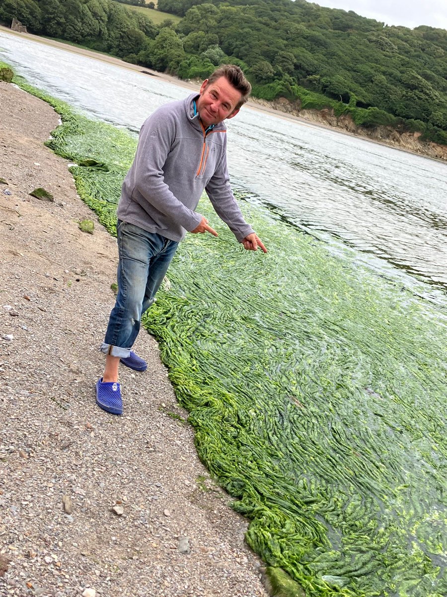 jhallspencer's tweet photo. Erm, big #greentide in the Erme. Wonder if the hottest June ever on UK record combined with #eutrophication to cause it. https://t.co/Q0sTQzTnXx