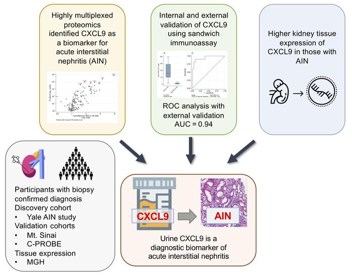 Katalin Susztak (@ksusztak) on Twitter photo Identification and validation of urinary CXCL9 as a biomarker for diagnosis of acute interstitial nephritis jci.org/articles/view/… <a href="/jclinicalinvest/">Journal of Clinical Investigation</a> <a href="/fperrywilson/">F. Perry Wilson, MD MSCE</a> <a href="/KidneydrChirag/">Chirag Parikh</a> <a href="/dmoledina/">Dennis Moledina, MD PhD</a> Identification and validation of urinary CXCL9 as a biomarker for diagnosis of acute interstitial nephritis jci.org/articles/view/… <a href="/jclinicalinvest/">Journal of Clinical Investigation</a> <a href="/fperrywilson/">F. Perry Wilson, MD MSCE</a> <a href="/KidneydrChirag/">Chirag Parikh</a> <a href="/dmoledina/">Dennis Moledina, MD PhD</a>