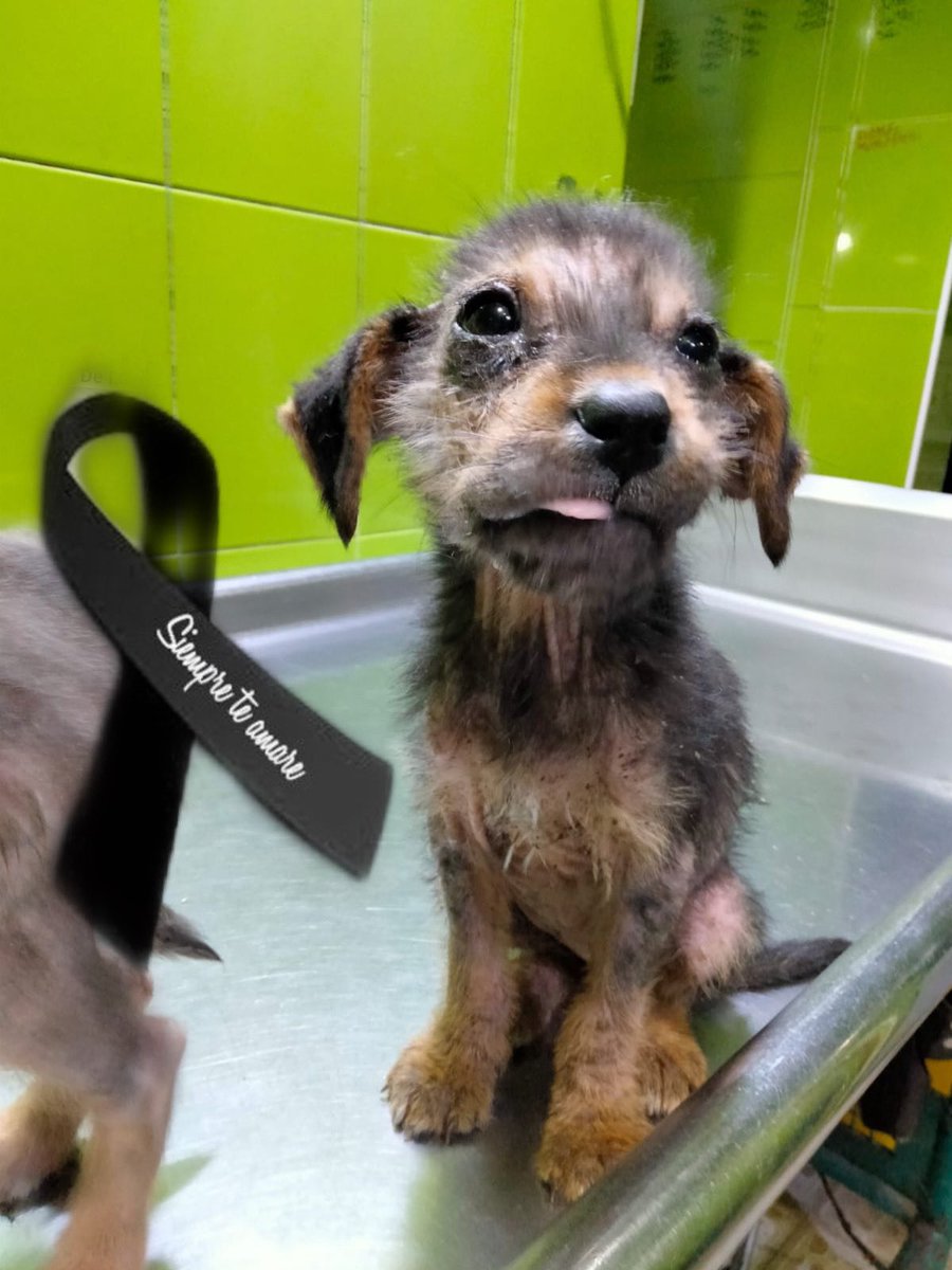 HELA_MORE's tweet photo. Amigos Rita acaba de irse al cielo 🖤
Estamos muy tristes porque no pudo recuperarse y tener una vida como lo merecía.
Su vida fue tan corta y llena de sufrimiento.
Perdónanos bebé Rita,ahora serás feliz en el cielo,no hay más hambre mi amor,saluda a Nina,Reksio y Zury 💜 https://t.co/IEPqeMDaUy