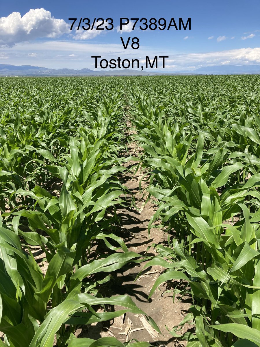 BrettHeidema's tweet photo. Despite a late planting, the corn is kicking it this year!
@PioneerSeeds P7389AM https://t.co/gIFAHxzKHc