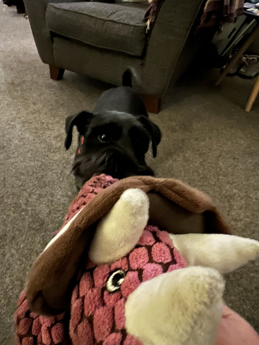 Tina_Anobile's tweet image. Best dog toy ever. #Kong #Dynos