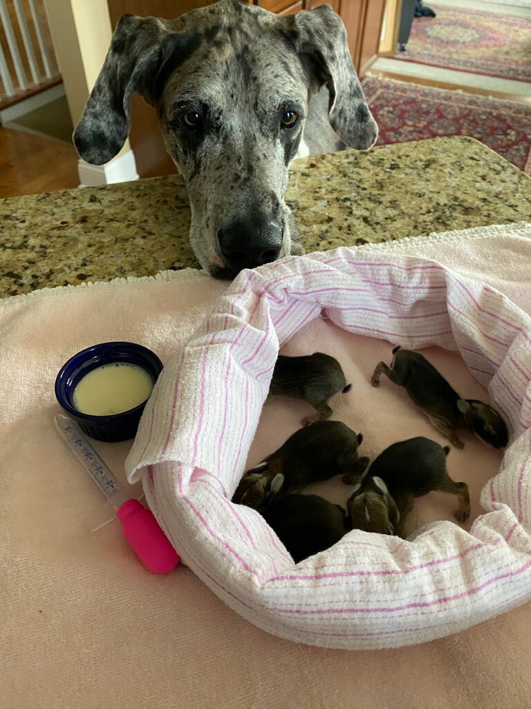 ONUEDU's tweet photo. Dr. Brown rescued baby bunnies. She and Riley, our resident office dog are nursing them for the summer.  🐰 🐶 Hope you are staying productive this summer, as well! 😉 https://t.co/vQAEi27Oz9