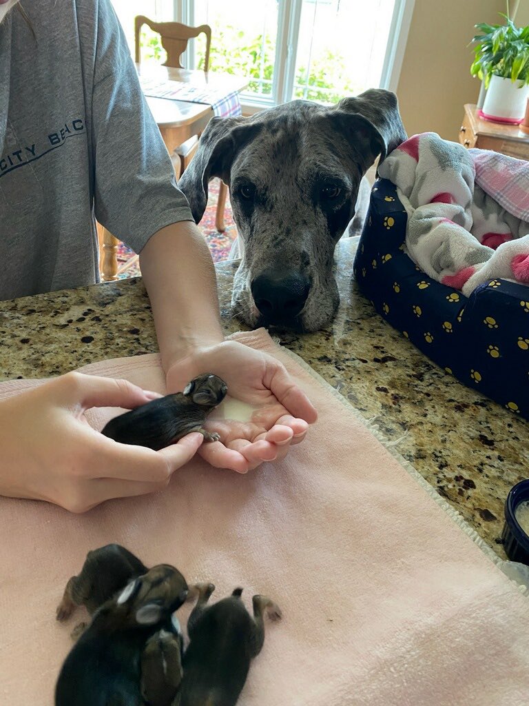 ONUEDU's tweet photo. Dr. Brown rescued baby bunnies. She and Riley, our resident office dog are nursing them for the summer.  🐰 🐶 Hope you are staying productive this summer, as well! 😉 https://t.co/vQAEi27Oz9