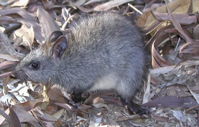 Professor Euan Ritchie 🌏 🌳 🐾 🔥 🎶 on Twitter: 