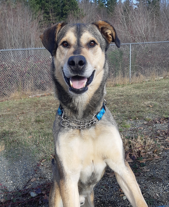 Meet Rex! Rex is a bouncy, happy boy! He loves to play, has a lot of energy, and is always excited to see people. Learn more about loving Rex at bit.ly/3NtoHmo #parksvillebc