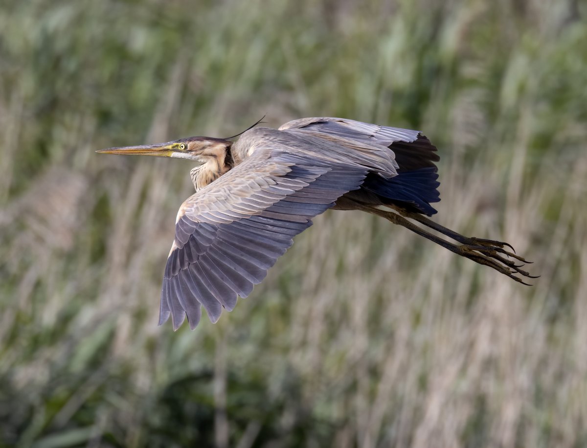 Purple Heron at Gosforth Nature reserve today @NEE_Naturalist @BBCSpringwatch @GNM_Hancock @NorthWildlife