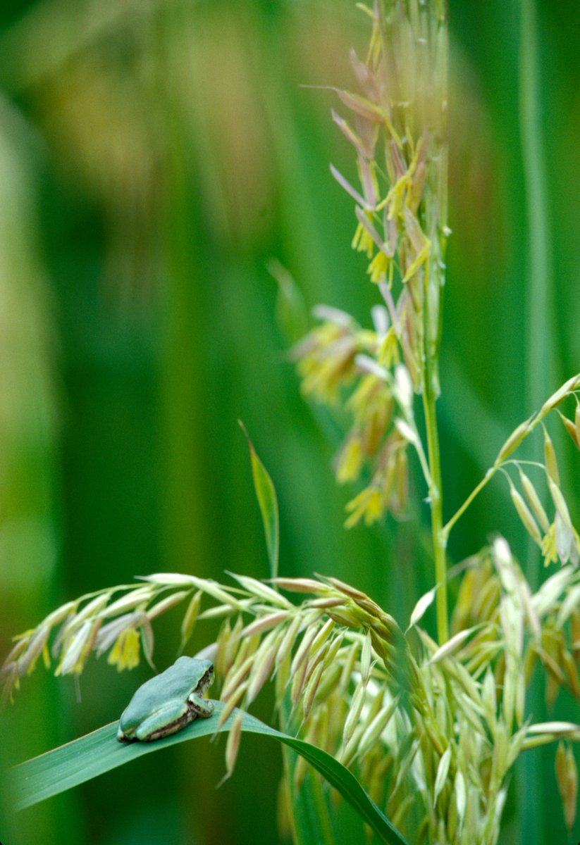 ncroc_uofm's tweet photo. Learn about Wild Rice Research during Visitors Day, Thursday, July 27. A tour to the paddies is scheduled from 1:30-2:30 p.m. Buses will load at NCROC. Watch for more details coming soon.
website: https://t.co/oINPHVtvhT
#DiscoverUatNCROC
Photo by David L. Hansen https://t.co/xoT22zrU2N