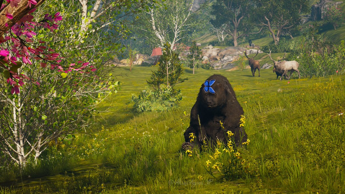 AkiraAoyama_VP's tweet photo. #AnimalMonday "This little bear's new hat" 
The other animals behind look shocked 🤣

🎮#AssassinsCreedOdyssey 

#CreedScholars #ACVPSisterhood #ACFinest #WomenofAC #ACAdventures #VPRT #VPGamers #VPCONTEXT #ThePhotoMode #Picashot #ArtisticofSociety #VPFunny https://t.co/TNxu6EkRCr
