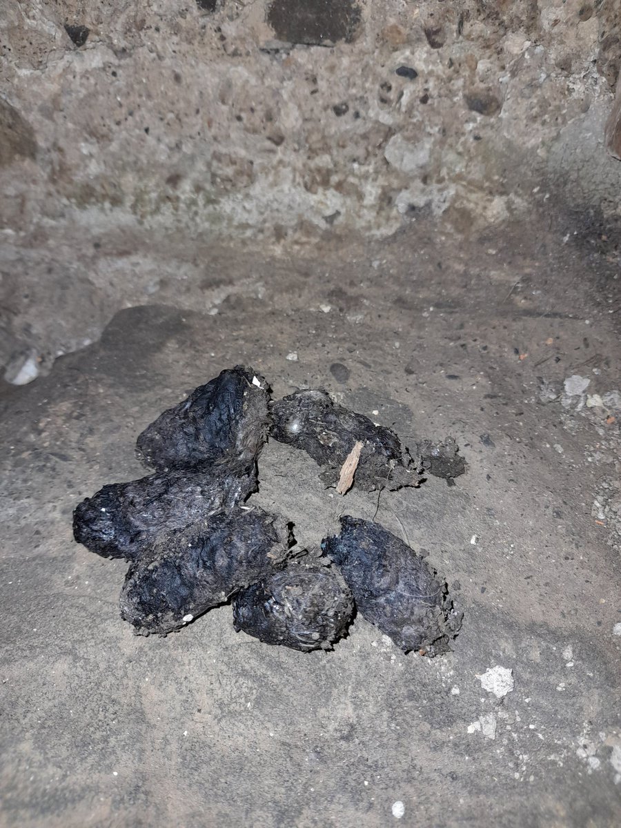 First time home during summer in years, delighted to hear barn owl chicks screeching in a cottage on the farm. From the pellets it looks like plenty of small mammals in the diet @BirdsMatter_ie @DuhallowBlueDot