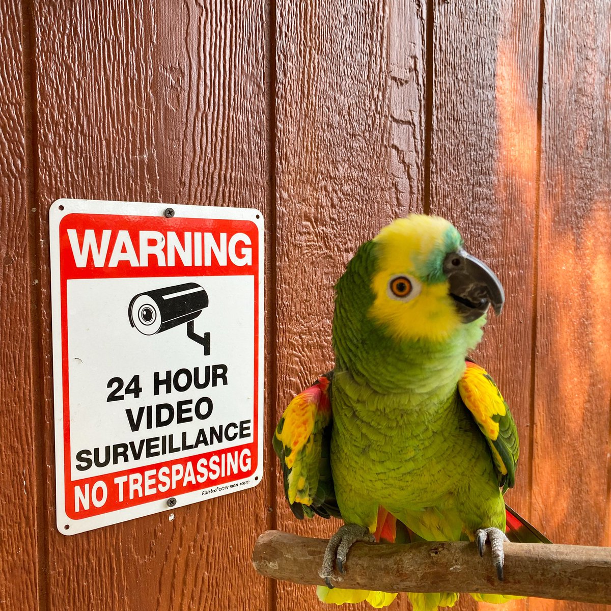 My mom got the warning ⛔️ part right. 😂 #aggressiveparrot #trex #boothebluefrontedamazon #amazon #amazonparrot #boo #hormones #warning #birds #parrots #texasparrotrescue