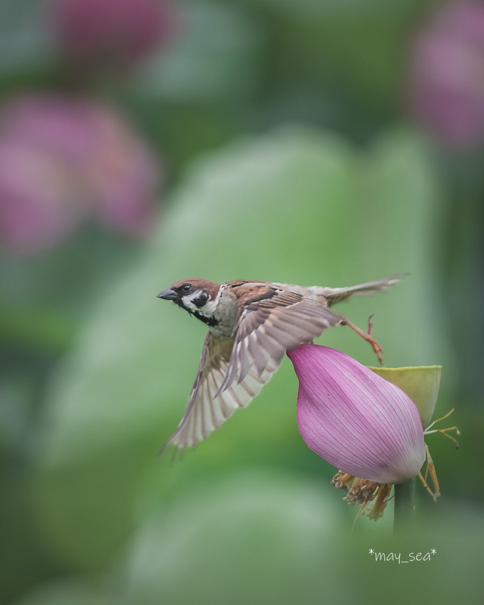 チュン活🪷

#東京カメラ部 
#tokyocameraclub