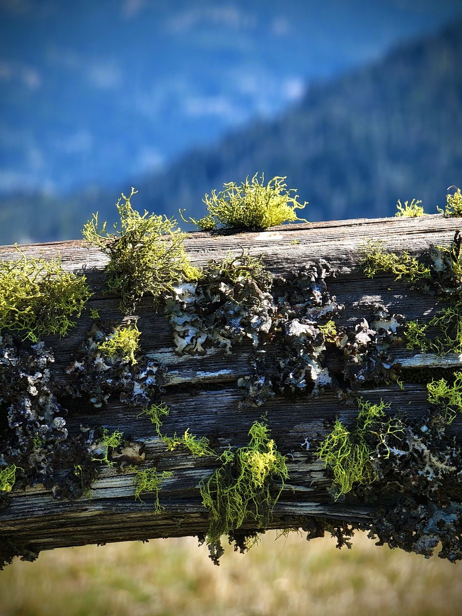 lone_wolf__1's tweet image. lichen the view...
#photography #nature #thesimplethings