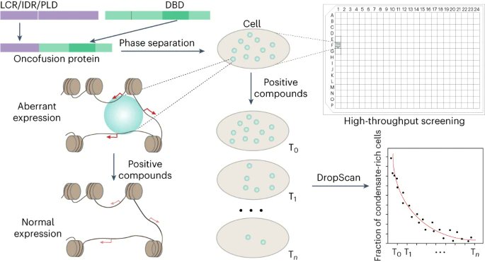 A new paper from Pilong Li revealed that cancer-causing fusion proteins can form abnormal condensates and developed a screening method called DropScan to dissolve the condensates to restore normal gene expression. Free to read link at rdcu.be/dfXMz