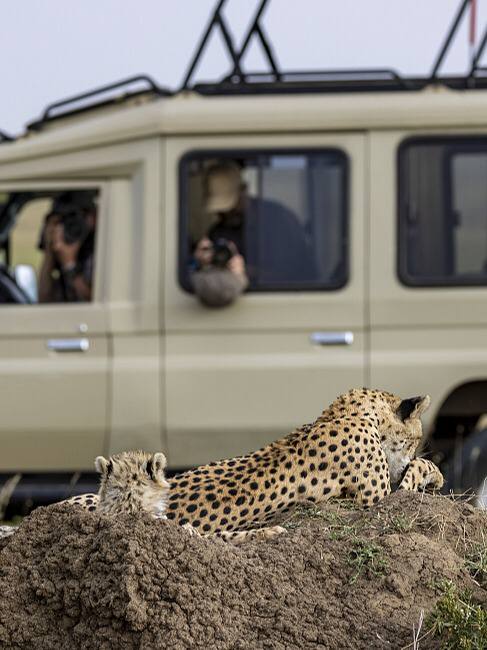 see what the animals are doing