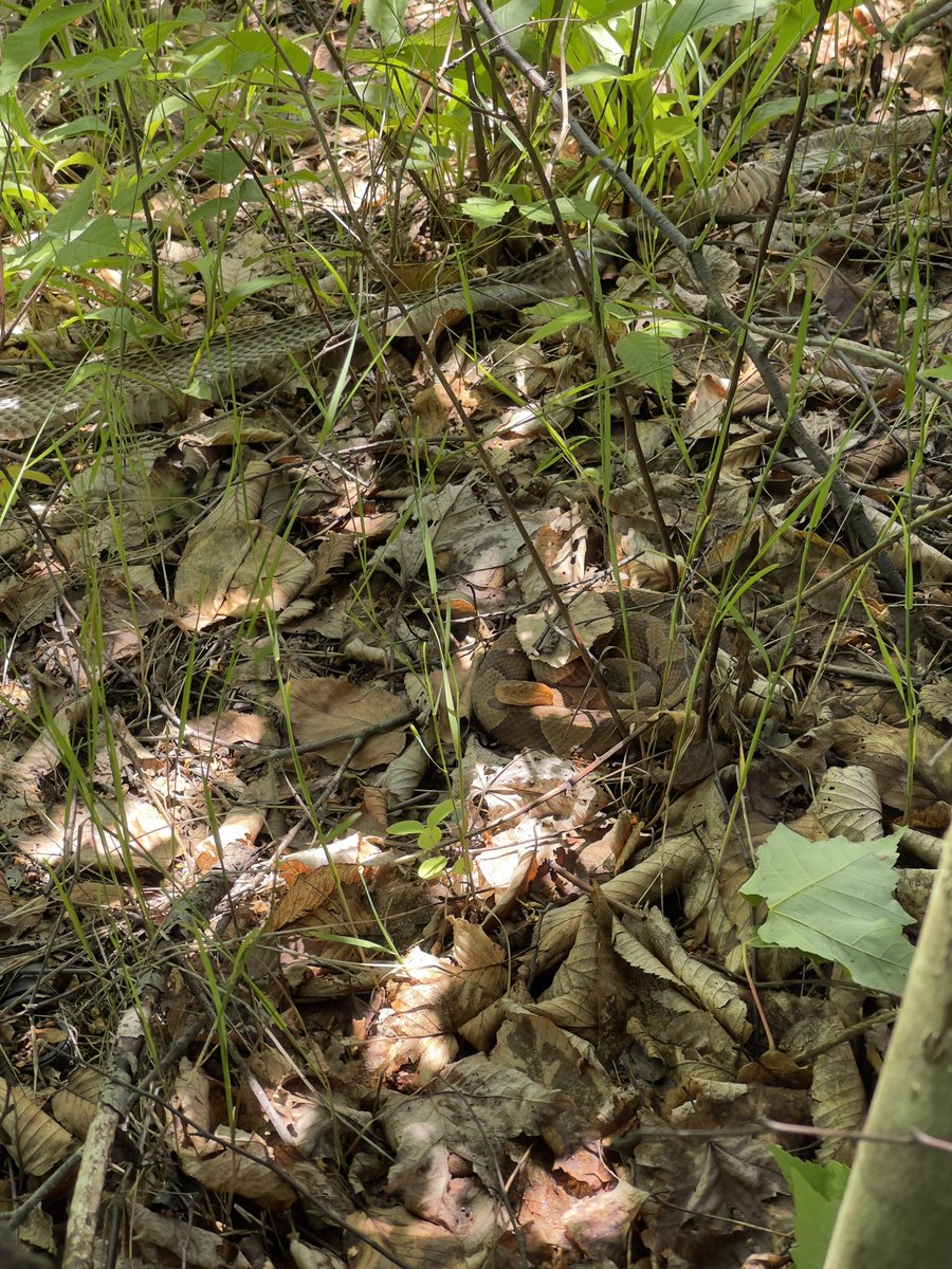 mikestanislaw's tweet photo. Copperheads are the most camouflaged snakes of them all. Nearly stepped on this one today. I was trying to pick up the shed skin you see near the top. https://t.co/nsczFNnUUY