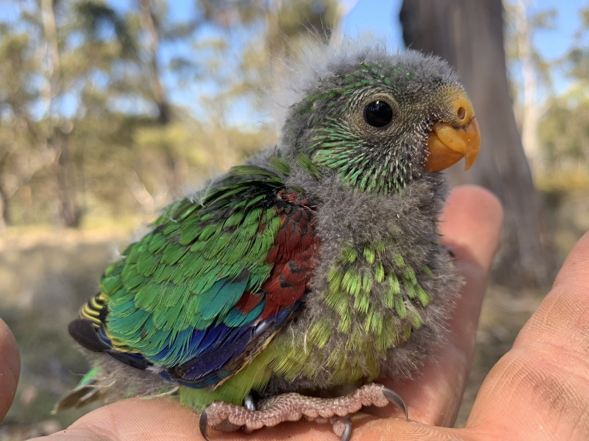 Australia prioritises profit over biodiversity protection - species like the swift parrot and gouldian finch won’t be saved by continuing to destroy their habitat. It’s time to start saying ‘No’ to more habitat loss