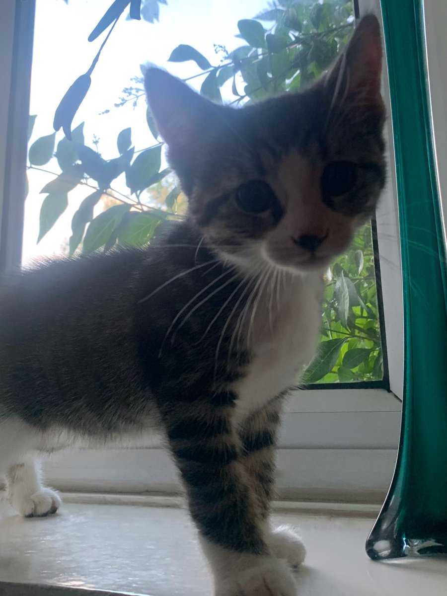 Little Miss Oreo has a little sister to love now! 

Meet Baby Biscuit!