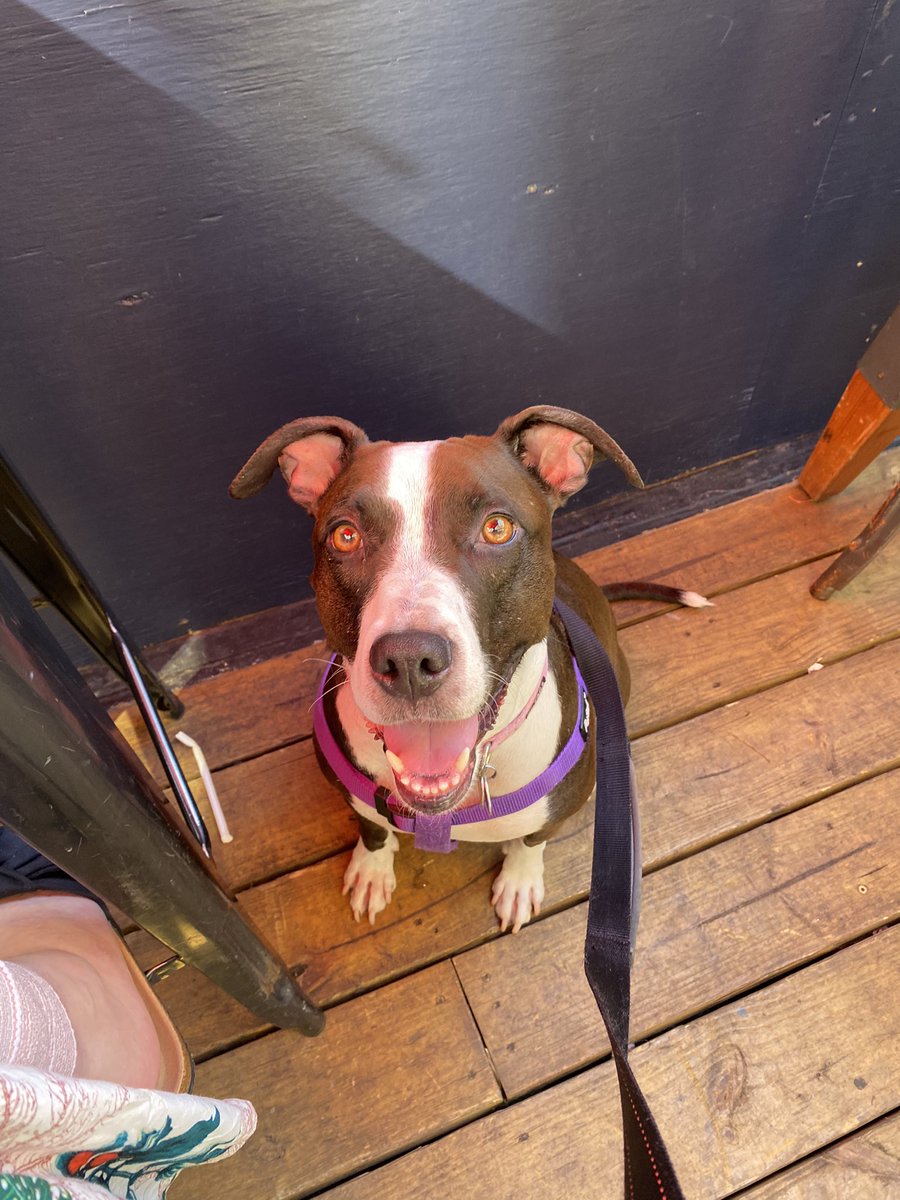 k10elizabeth's tweet image. Baby girl loved visiting the south street seaport, most especially the oysters from @DorlansTavern (and the frosé was just for me) #DogsofTwitter #DogsofNYC