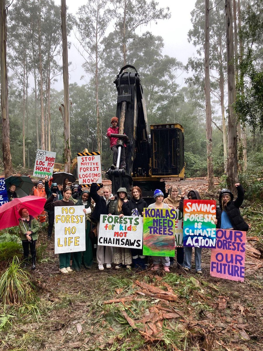 Bellingen Activist Network tweet media