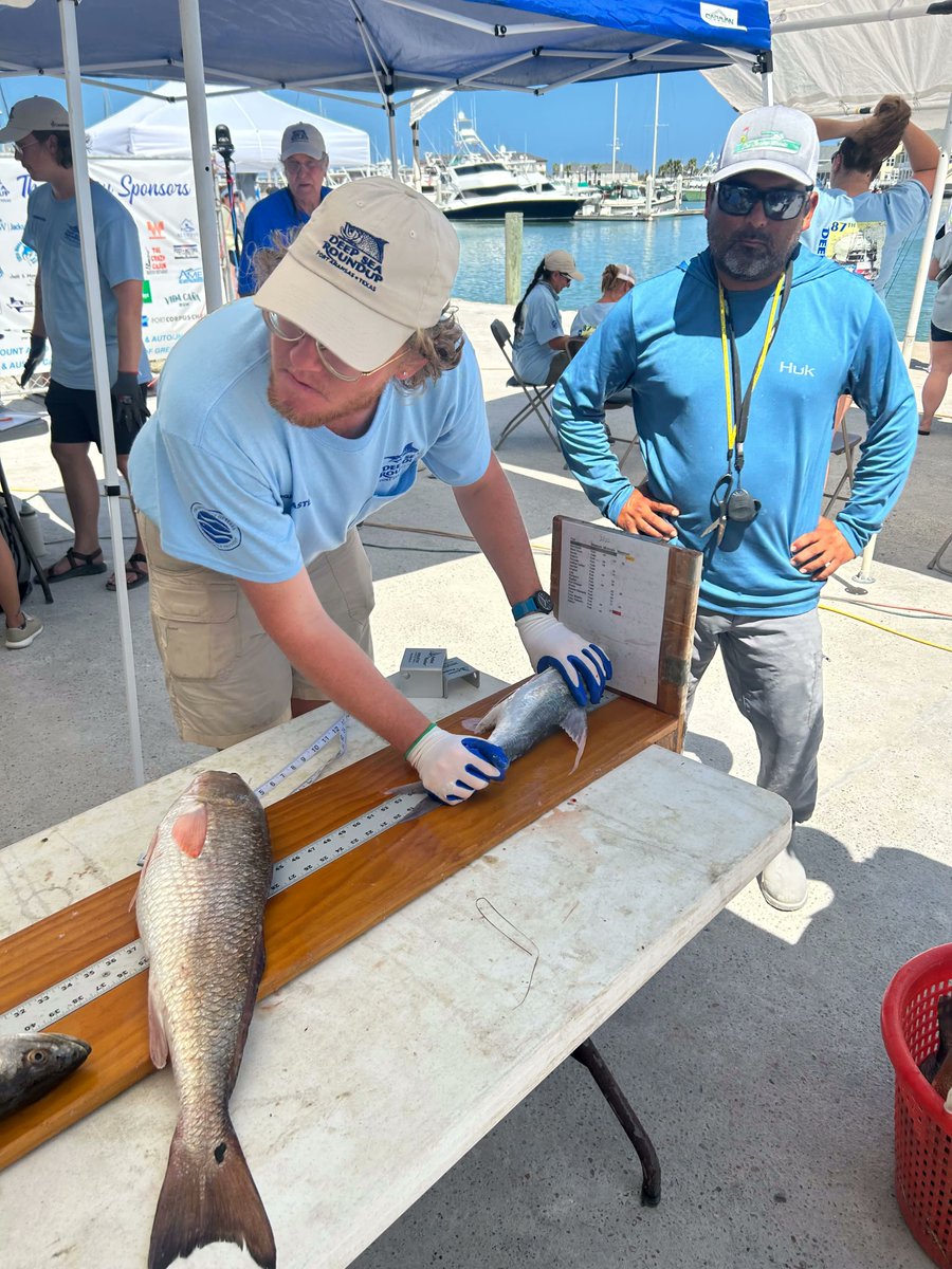 UTMSI's tweet photo. #UTMSI was happy to support the 87th #DeepSeaRoundUp this past weekend. Congrats to all of the anglers and thank you to all our students and staff for support running the tournament! https://t.co/UgY716AvvM