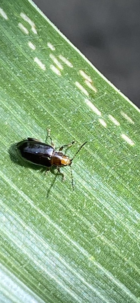 PioneerNC_IN's tweet photo. If you see a bunch of black beetles in your corn, they are likely Red-Headed Flea beetles.  They will scrape the top layer of the leaf off leaving these white rectangles on the surface.  They will feed on the silks as well as bean leaves but very seldom cause economical damage. https://t.co/S8qisVK3PB