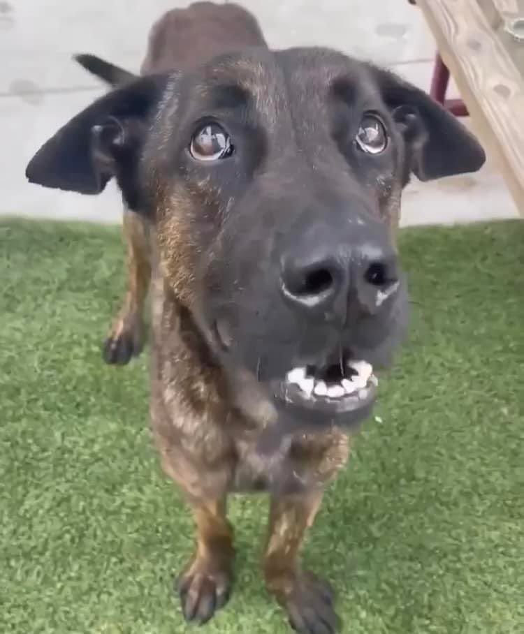 nasrene41's tweet photo. 7/3 #MEMPHIS still alive! Desperate for a #FOSTER before @AdoptMiamiPets decides his time is up & kills him. Please #SHARE #PLEDGE #RESCUE #SaveMEMPHIS #MDAS @kionnemcghee @MayorDaniella @SupportPets @RealPaulMueller
https://t.co/0xPycFqueV https://t.co/LbmOBBd46U